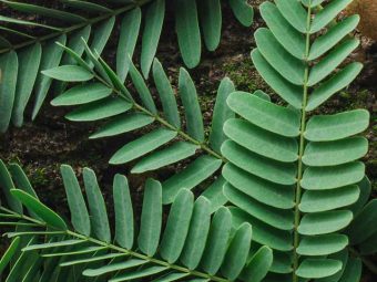 13 erstaunliche gesundheitliche Vorteile von Tamarindenblättern